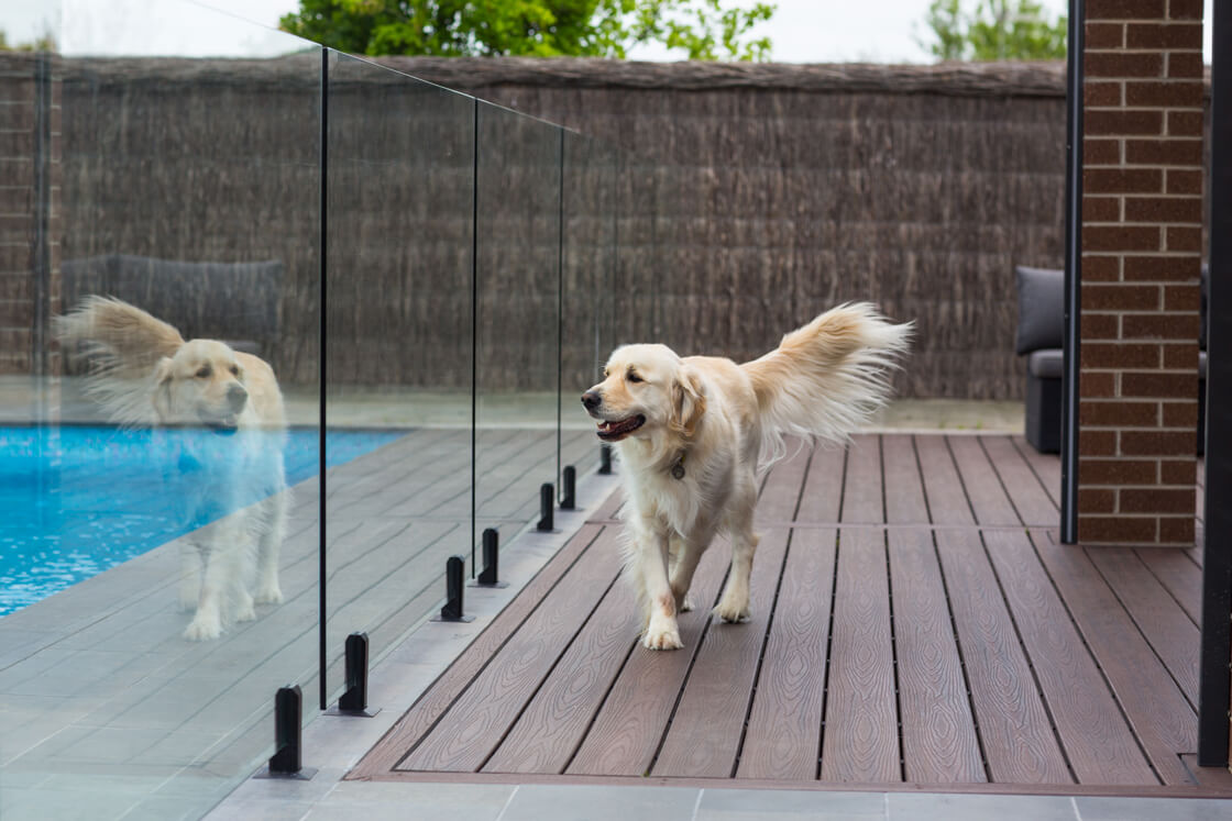 Golden retriever on timber deck beside pool with glass fencing